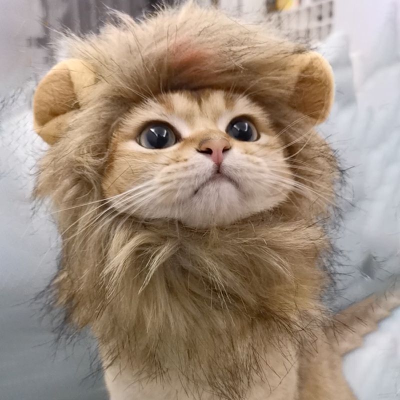 Disfraz de gato león