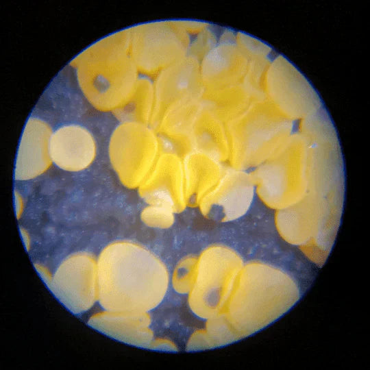 El Miniscopio - Microscopio de bolsillo