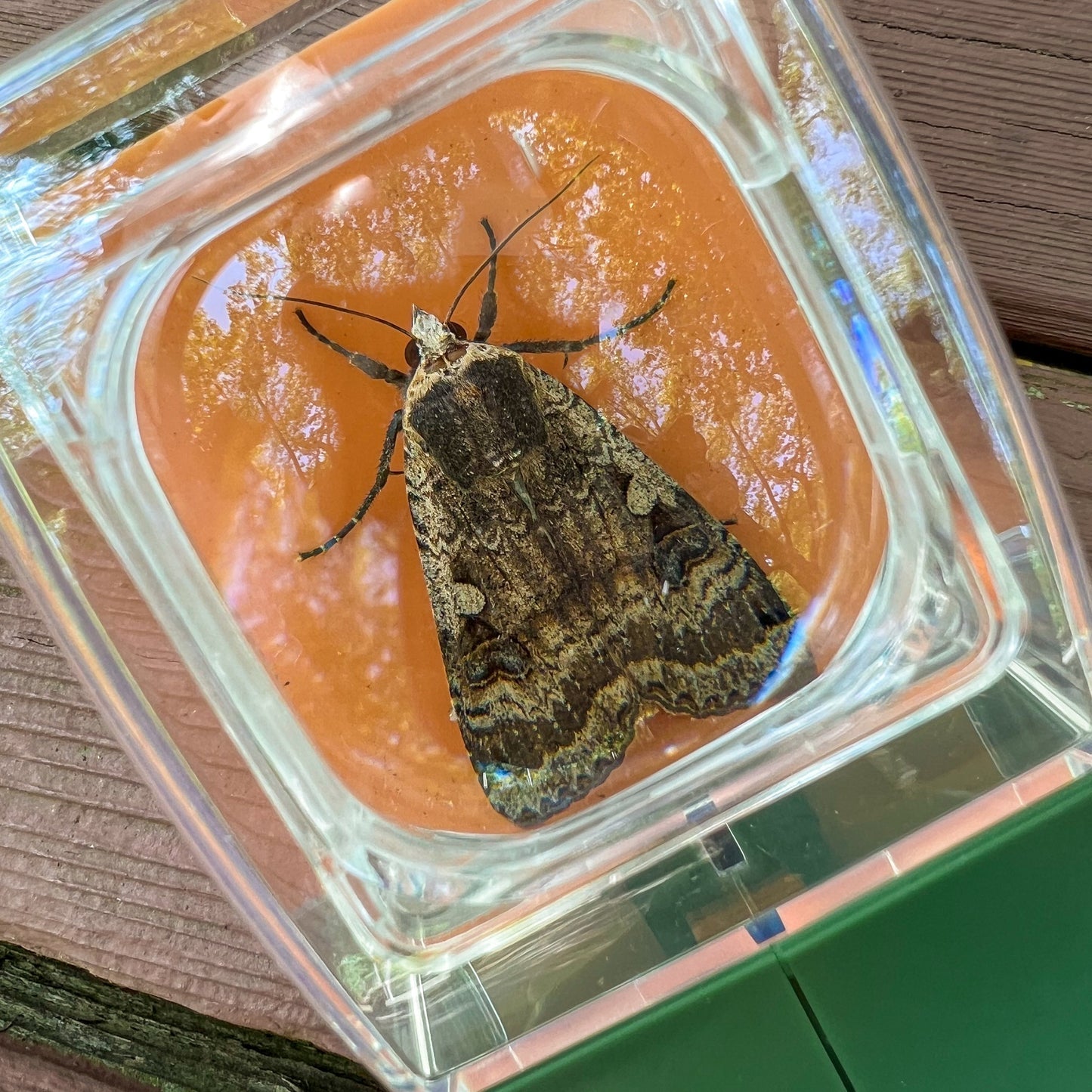 Atrapador de insectos de liberación rápida