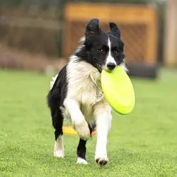 Disco volador de goma duradero para perros