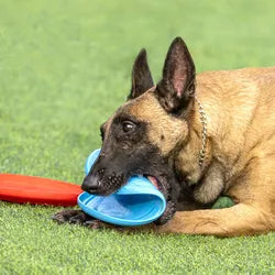 Disco volador de goma duradero para perros
